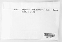 Phyllactinia guttata image